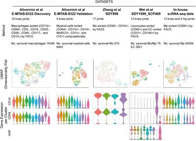 Deconvolution of synovial myeloid cell subsets across pathotypes and role of COL3A1+ macrophages in rheumatoid arthritis remission